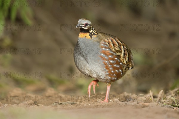 Rufous-throated Partridge (Arborophila rufogularis), Yunnan, China