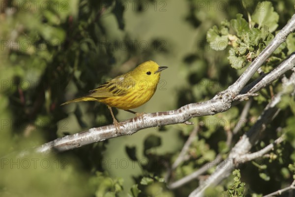 American Yellow Warbler (Setophaga aestiva) male, California, USA