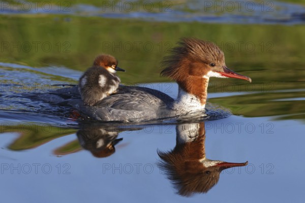 Common Merganser (Mergus merganser) female with chicks, Bavaria, Germany