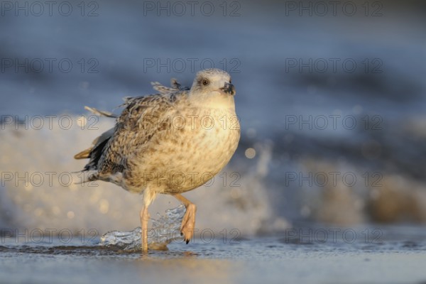 European Herring Gull (Larus argentatus), Mecklenburg-Western Pomerania, Germany