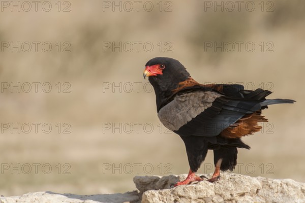 Bateleur (Terathopius ecaudatus) male, Northern Cape, South Africa