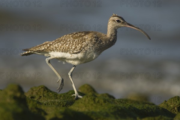 Whimbrel (Numenius phaeopus), Oman