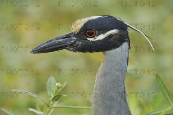 Yellow-crowned Night Heron (Nyctanassa violacea), Texas, USA