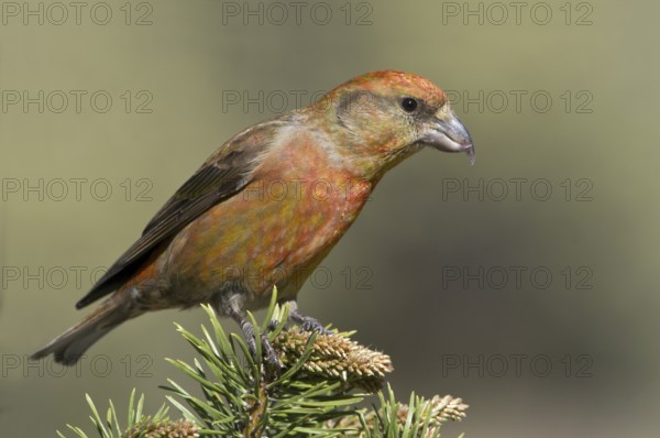 Red Crossbill (Loxia curvirostra) male, Oregon, USA