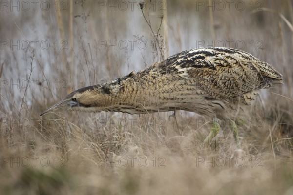 Eurasian Bittern (Botaurus stellaris) foraging, Burgenland, Austria