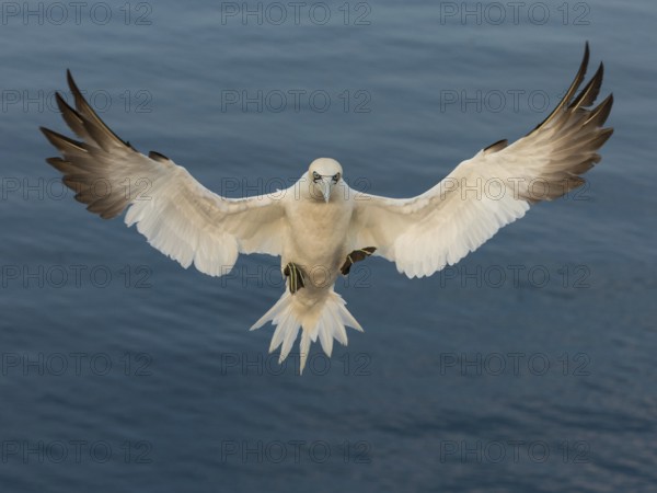 Northern Gannet (Morus bassanus) flying, Schleswig-Holstein, Germany