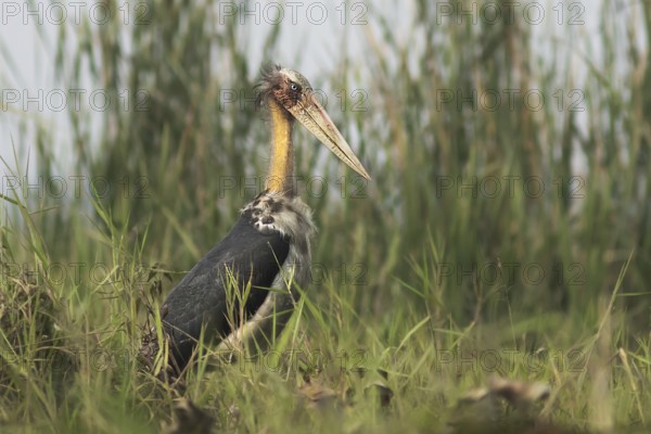 Lesser Adjutant (Leptoptilos javanicus), Darjeeling, India