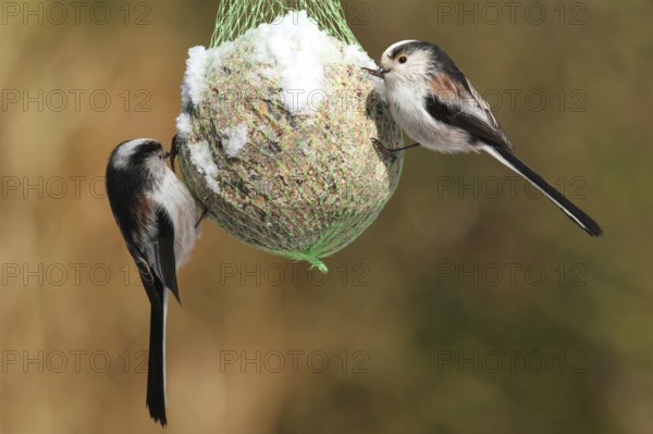 Long-tailed Tit (Aegithalos caudatus), Lower Saxony, Germany