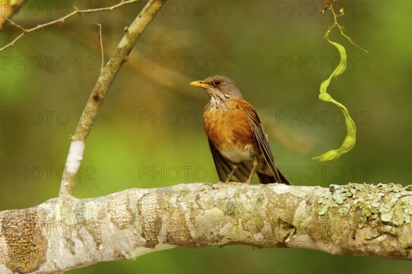 Rufous-backed Robin Turdus rufopalliatus El Tuito, Jalisco, Mexico 9 June Adult Turdidae