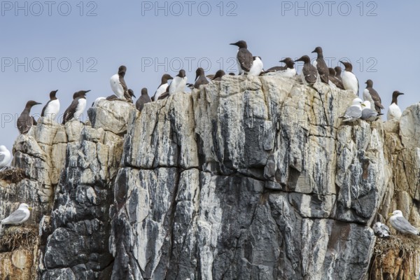 Common Murre (Uria aalge) colony on cliff, Farne Islands, United Kingdom