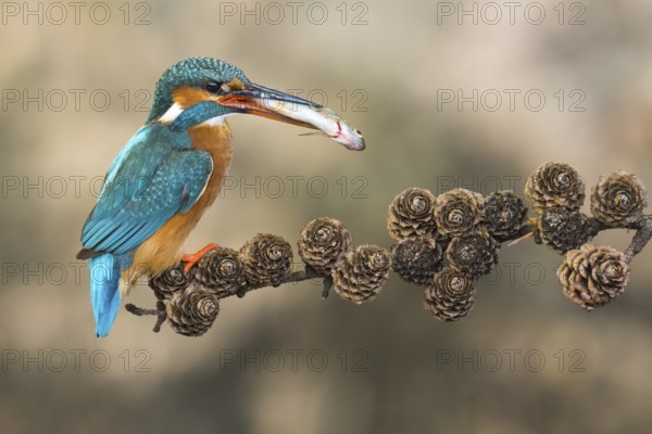 Common Kingfisher (Alcedo atthis) female perched on a branch with a fish in its beak, Lower Saxony, Germany