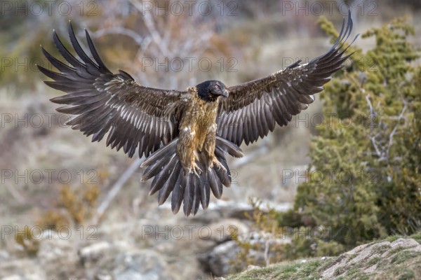 Bearded Vulture (Gypaetus barbatus) flying, Catalonia, Spain