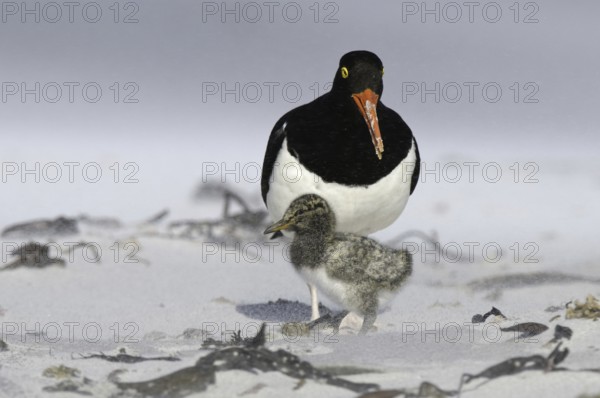 Magellanic Oystercatcher (Haematopus leucopodus) chick, Falkland Islands