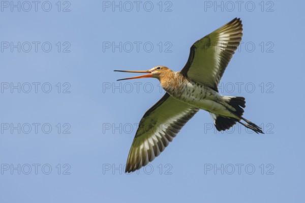 Black-tailed Godwit (Limosa limosa) calling in flight, Netherlands