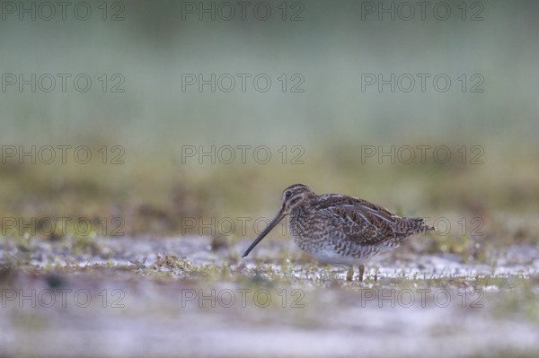 Common Snipe (Gallinago gallinago) foraging, North Rhine-Westphalia, Germany