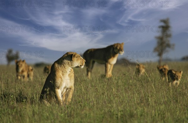 Löwe (Panthera leo), Löwenrudel mit Weibchen und Jungtieren zusammen in der Savanne, Serengeti National Park, Tansania | African Lion (Panthera leo) pack of female lions with cubs in savanna, Serengeti National Park; Tanzania