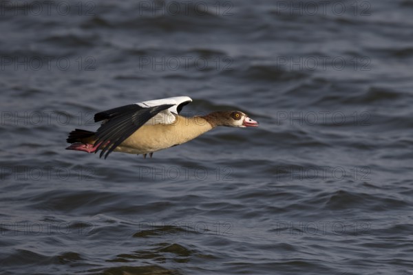 Egyptian Goose (Alopochen aegyptiaca) flying, Lake Awasa, Ethiopia