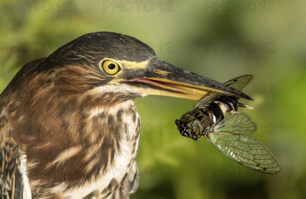 Green Heron (Butorides virescens) with insect prey, Texas, USA