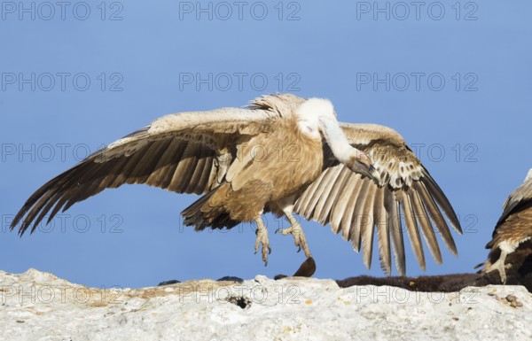 Griffon Vulture (Gyps fulvus), Mallorca, Spain