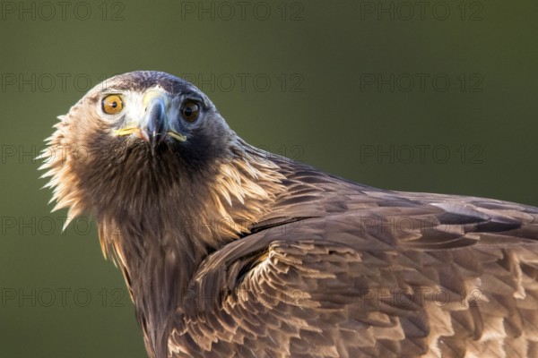 Golden Eagle (Aquila chrysaetos) female, Andalusia, Spain