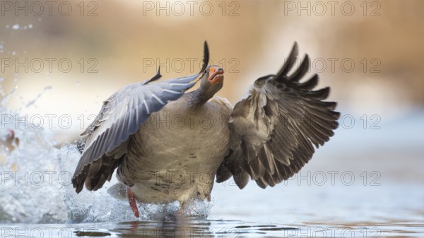Greylag Goose (Anser anser) flying, Rhineland-Palatinate, Germany