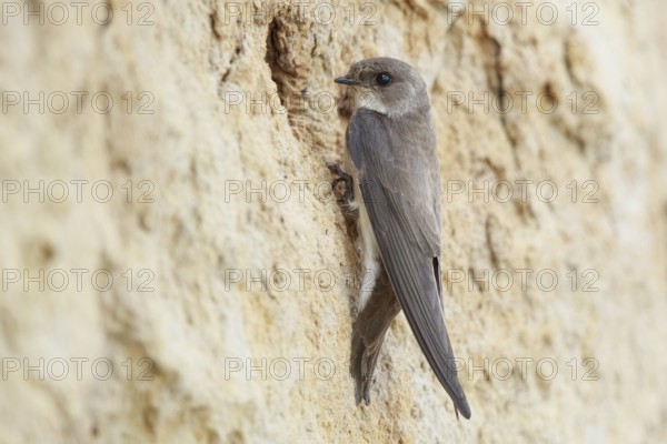 Sand Martin (Riparia riparia), North Rhine-Westphalia, Germany