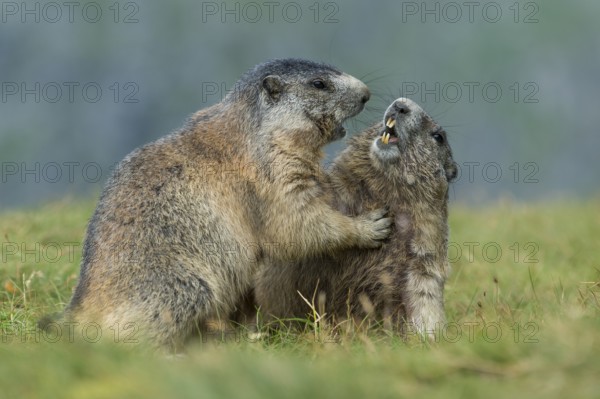 Alpine Marmot (Marmota marmota) two adult playing and fighting, High Tauern National Park, Carinthia, Austria