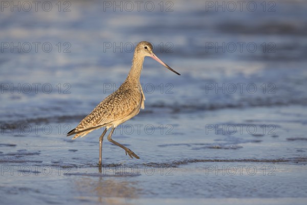 Marbled Godwit (Limosa fedoa) foraging at shoreline, California, USA