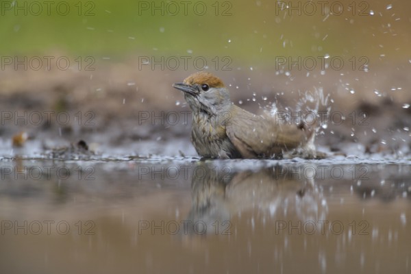 Eurasian Blackcap (Sylvia atricapilla) female bathing, Netherlands