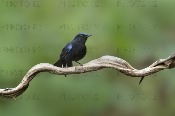 White-tailed Robin (Myiomela leucura) male perched on a branch, Yunnan, China