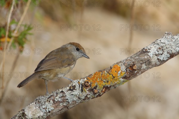 Eurasian Blackcap (Sylvia atricapilla) female perched on lichen branch, Andalusia, Spain