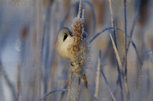 Bearded Reedling (Panurus biarmicus) male feeding on cattail seed, Thuringia, Germany