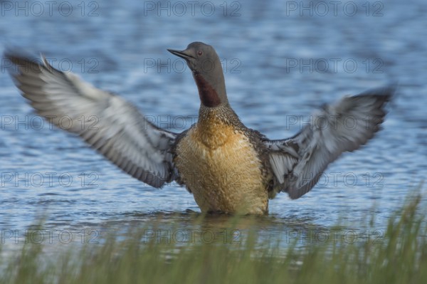 Red-throated Loon (Gavia stellata), Iceland
