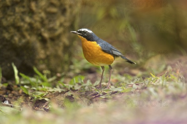 Indian Blue Robin (Larvivora brunnea) male, perched on the ground, Kerala, India
