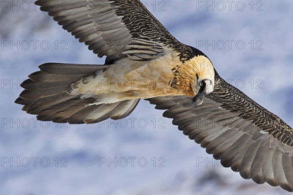Bearded Vulture (Gypaetus barbatus) flying, Valais, Switzerland