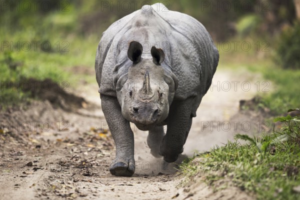 Indian Rhinoceros (Rhinoceros unicornis) male charging on a gravel road, Kaziranga National Park, India