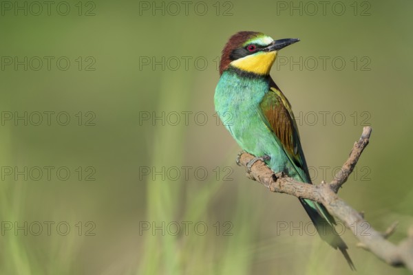 European Bee-eater (Merops apiaster) perched on a branch, Rhineland-Palatinate, Germany