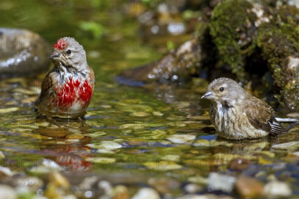 Common Linnet (Linaria cannabina) pair bathing in little stream, Mecklenburg-Western Pomerania, Germany