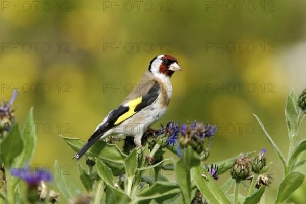 European Goldfinch (Carduelis carduelis) male, Mecklenburg-Western Pomerania, Germany