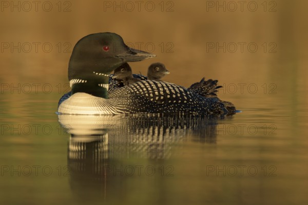 Great Northern Loon (Gavia immer) with chicks, British Columbia, Canada