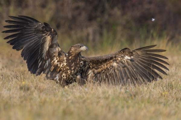 White-tailed Eagle (Haliaeetus albicilla), Kutno, Poland