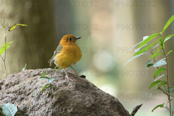 Orange-headed Thrush (Geokichla citrina), Kaeng Krachan, Thailand