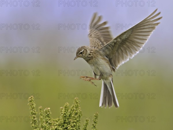 Eurasian Skylark (Alauda arvensis) landing, North Rhine-Westphalia, Germany