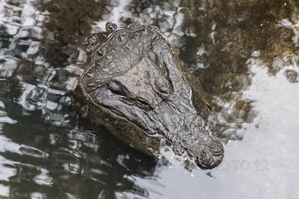 American Alligator (Alligator Mississippiensis) in an exhibit at the St. Augustine Alligator Farm Zoological Park in Florida