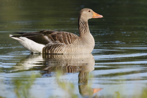 Greylag goose (Anser anser) swimming, North Rhine-Westphalia, Germany
