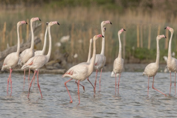 A group of flamingos in full courtship display in a wetland habitat on a clear day. The scene captures the essence of wildlife in serene surroundings. Saintes Maries de la Mer, Arles, Bouches du Rhone, Provence Alpes Cote d'Azur, France