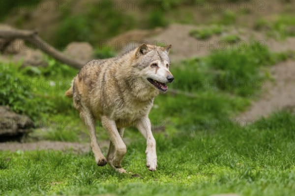 Eastern wolf (Canis lupus lycaon) running over a meadow, Bavaria, Germany