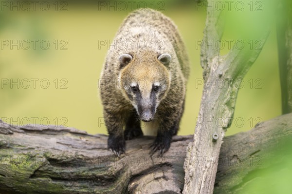 South American coati (Nasua nasua) on an old tree trunk, captive, Zoo Augsburg