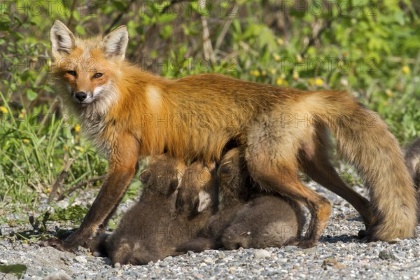Red fox (vulpes vulpes) and cubs, female fox sucking the young, Province of Quebec, Canada, North America