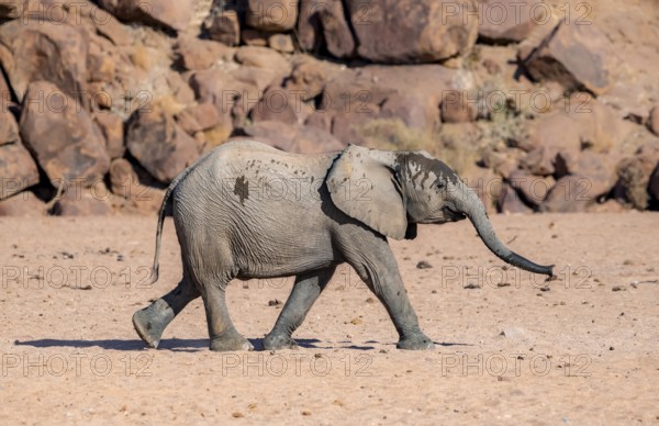 Juvenile African elephant (Loxodonta africana), desert elephant, near the Ugab River, Damaraland, Kunene region, Namibia